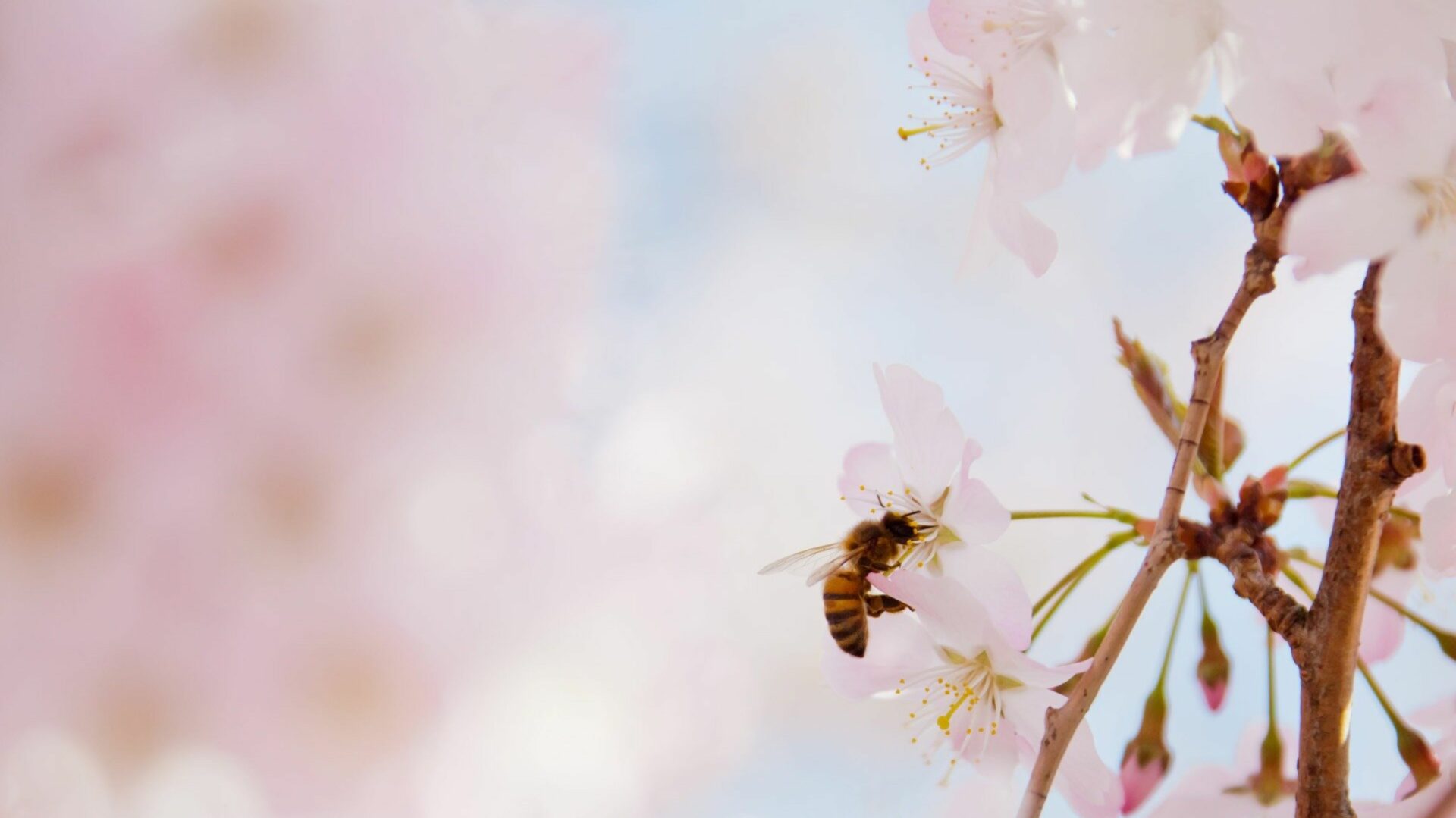 allergia polline 2 Wie man Heuschnupfen lindert